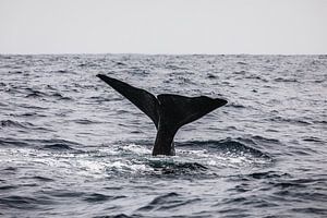 Queue de baleine hors de l'eau sur Martijn Smeets