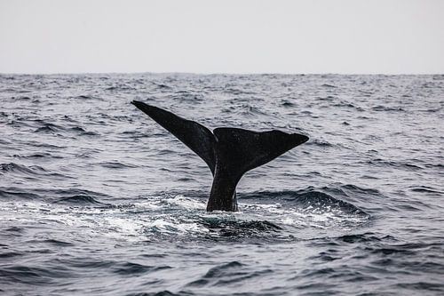 Whale tail out of the water