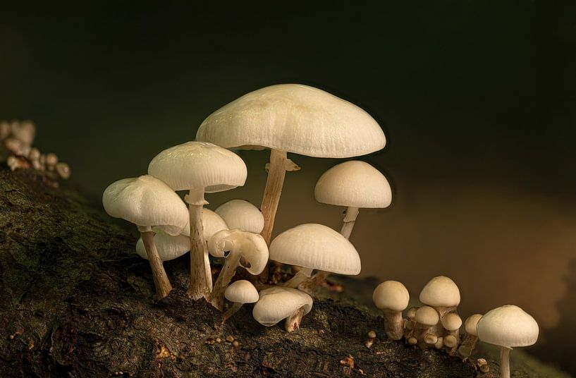 Porseleinzwam van Leo Kramp Fotografie