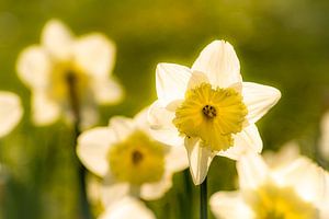 Makro gelbe Narzissen auf Wiese mit Bokeh im Frühling an Ostern