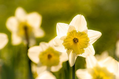 Macro yellow daffodils on meadow with bokeh in spring at easter