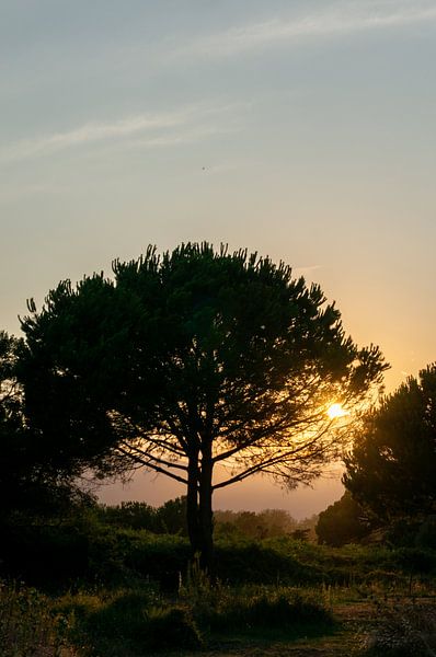 Sonnenuntergang in den Bergen mit altem Baum auf der Insel Korsika Vertikal von Animaflora PicsStock
