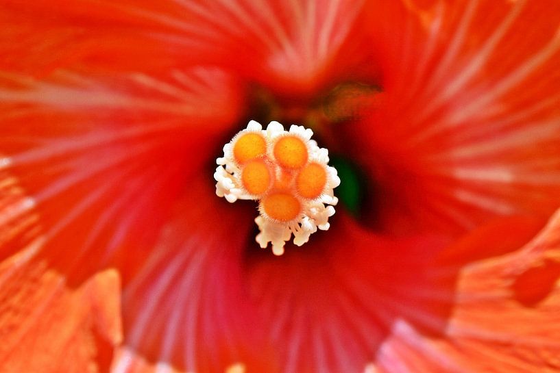 orange fleur d'hibiscus par Werner Lehmann