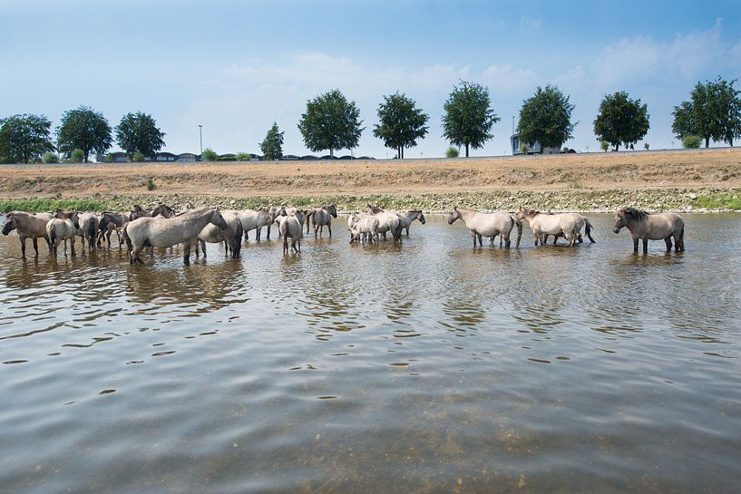 Konik Paarden staand in de rivier. von Brian Morgan