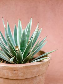 Botanisches Marokko von Raisa Zwart Reisefotografiedrucke