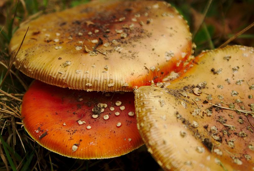Paddestoelen dakje by Geert Jan Klinkhamer