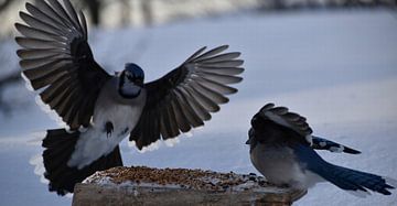 From blue jay to garden forage by Claude Laprise
