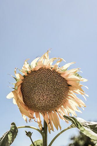 Golden Sunflower Sway