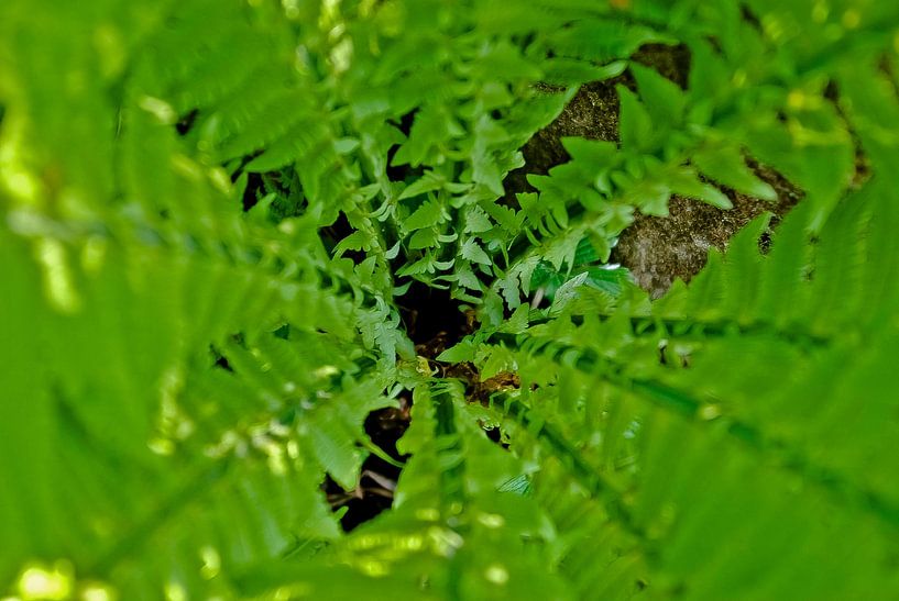 The fern 1) by Norbert Sülzner