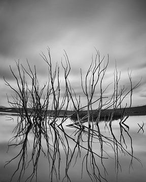 Dead Trees in the Dam by Keith Wilson Photography