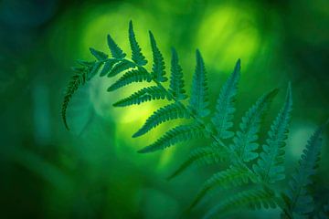 Jungle (fern, green) by Cocky Anderson