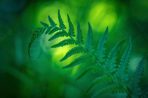 Jungle (fern, green)