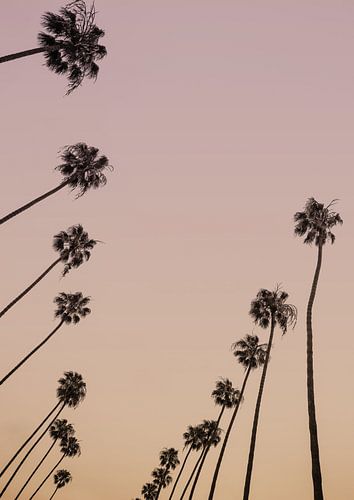 Twilight Palms