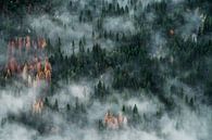 Misty green forest van Walljar thumbnail