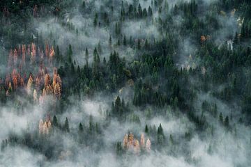 Misty green forest van Walljar