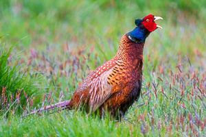 The call of the pheasant von Karla Leeftink