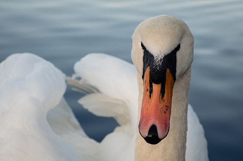 Swan