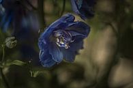 The flower, blue surrounded by green. by tim eshuis thumbnail