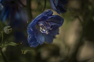 Die Blume, blau umgeben von grün. von tim eshuis