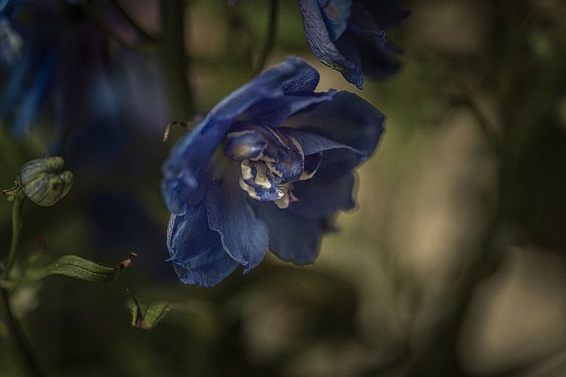 La fleur, bleue entourée de vert. par tim eshuis