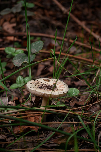 A mushroom amongst the autumn grass