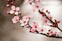 Cherry Blossom