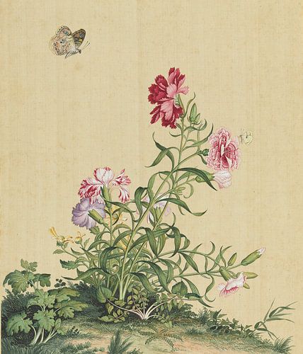 Papaver rhoeas, Giuseppe Castiglione