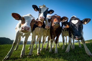 Vaches curieuses sur Paul Matthijssen