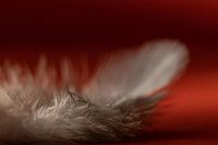 Small feather on a red background