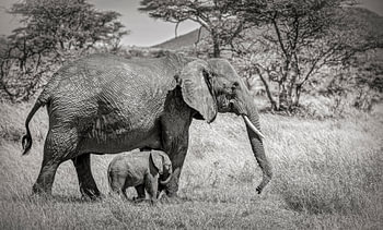 Mother elephant with baby elephant