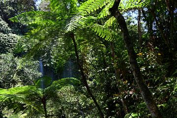 FORÊT TROPICALE 2 sur Miroslav Ptacek