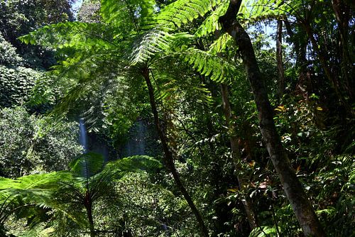 FORÊT TROPICALE 2