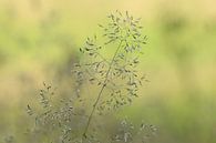 Stilleven natuur van Fotografie Sybrandy thumbnail