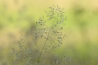 Stilleven natuur