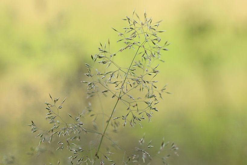 Stilleven natuur van Fotografie Sybrandy