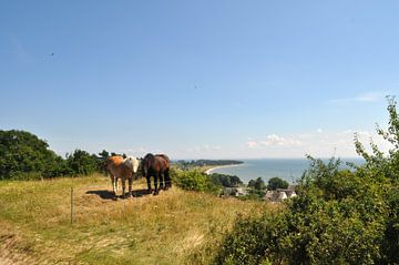 2 Pferde am Klein Zicker mit Blick nach Thiessow, Rügen