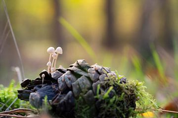 Dennenappel met paddenstoelen van Alvin Aarnoutse