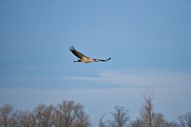 Cranes fly over a forest