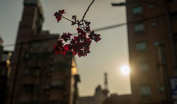 Red Flower of Taipei by jorryt Meijer
