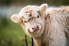 Portrait of highlander calf by Durk-jan Veenstra
