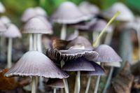 Purple mushrooms in autumn