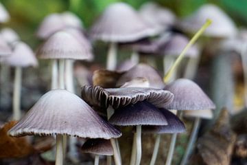 Paarse paddenstoelen in de herfst van Sannepouw_photography