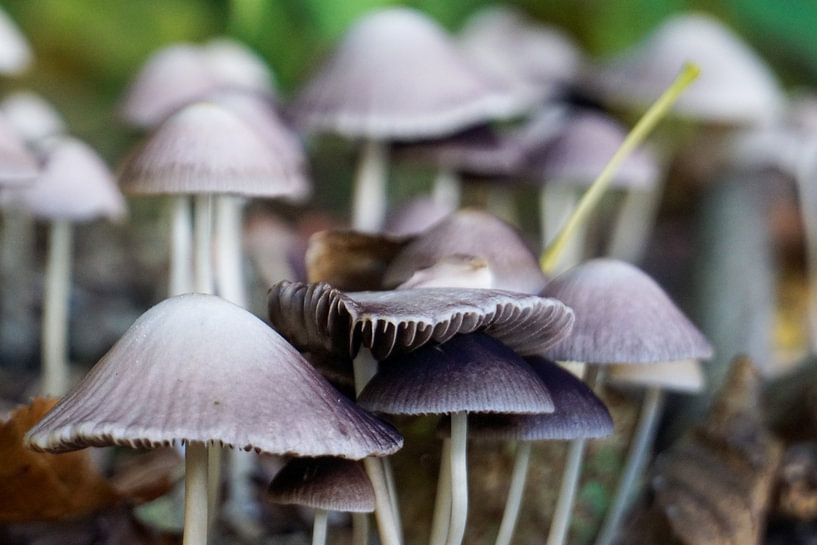 Purple mushrooms in autumn by Sannepouw_photography