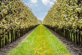 Fleurs de pommier en pleine floraison près d'un verger