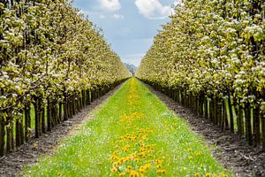 Apfelblüten in voller Blüte in der Nähe eines Obstgartens