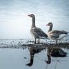 Des oies et leur reflet sur MdeJong Fotografie