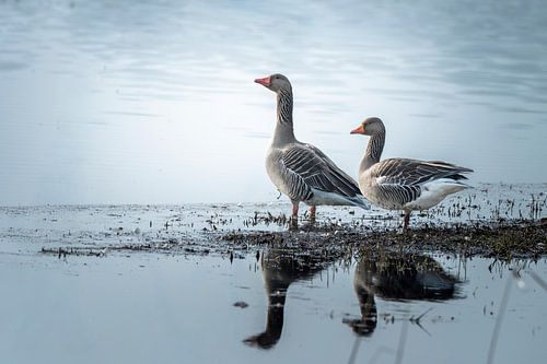 Ganzen met hun spiegelbeeld