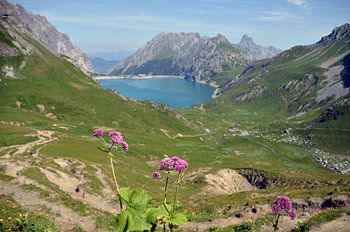 Blumen auf Berggipfel
