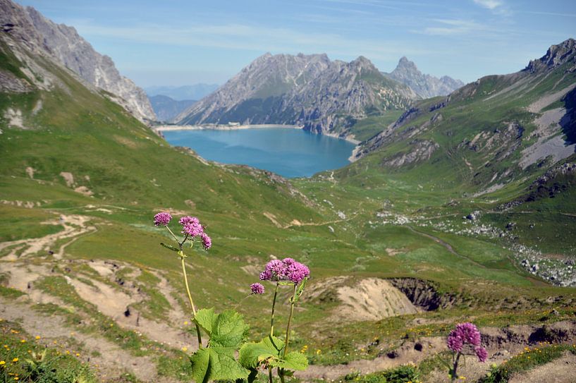 Flowers on mountain tops by Sandra Knittel