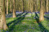 Wilde hyacinten in het Hallerbos